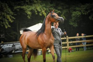 Brugge Arabisch Paardenevenement