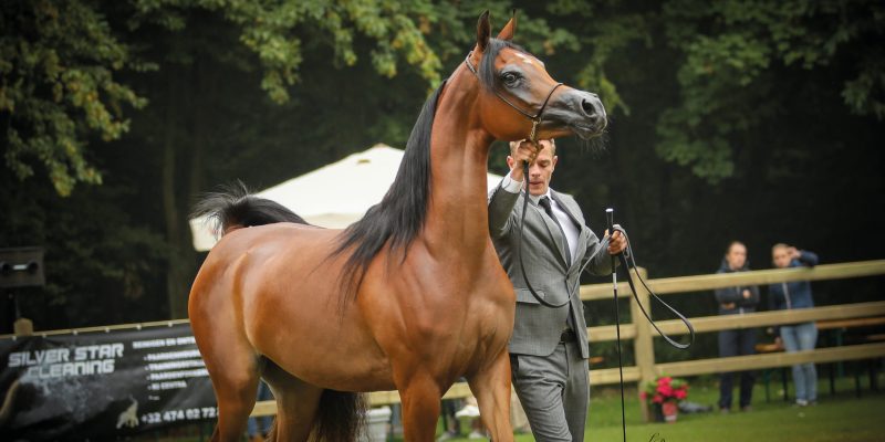 Bruges Arabian Horse Event